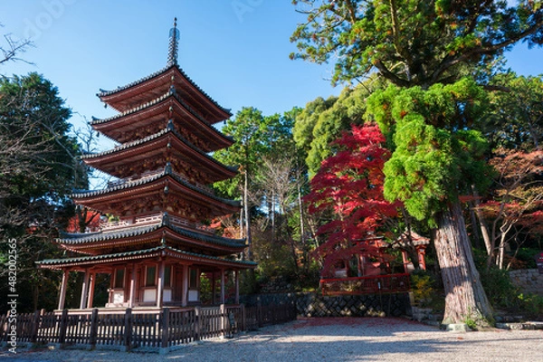 Fototapeta 京都　海住山寺（かいじゅうせんじ）の五重塔と紅葉