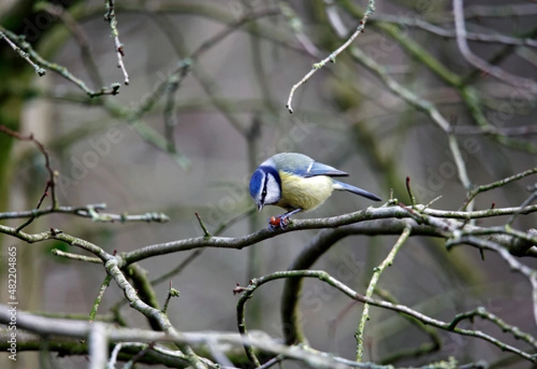 Fototapeta Blue tit perched in a tree eating a nut