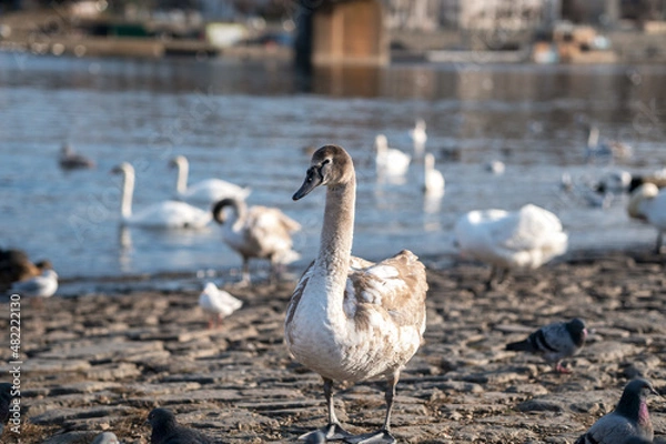 Fototapeta Swan by the Vltava river, Prague, Czech Republic