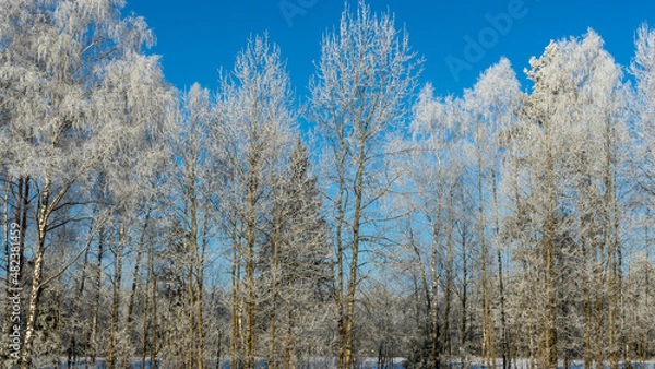 Fototapeta Snow-covered tree branches against the blue sky. Trees are covered with snow and hoarfrost against the blue sky.