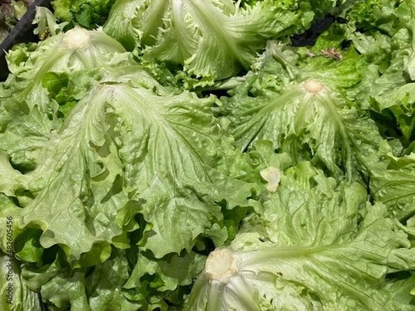 Fototapeta salades du marché