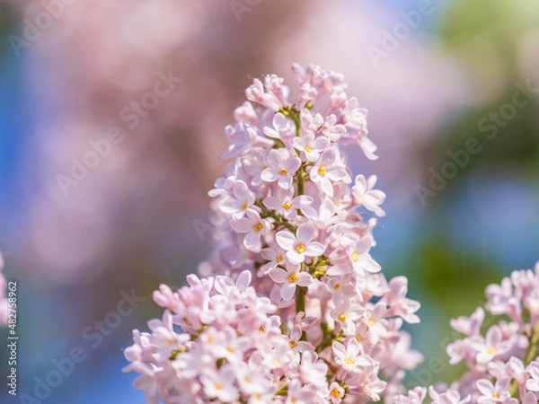 Fototapeta Pink Blooming Lilac Flowers in spring with blured background