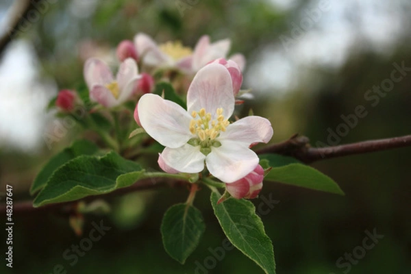 Fototapeta Blossoming apple tree