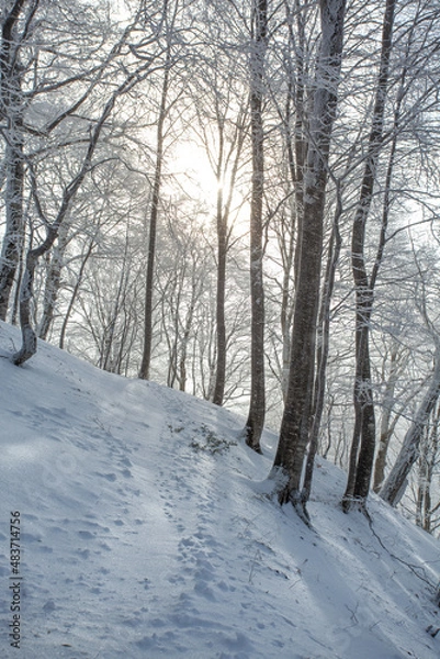 Obraz Trees covered with snow in Sabaduri forest, winter landscape