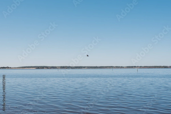 Fototapeta seagulls on the sea