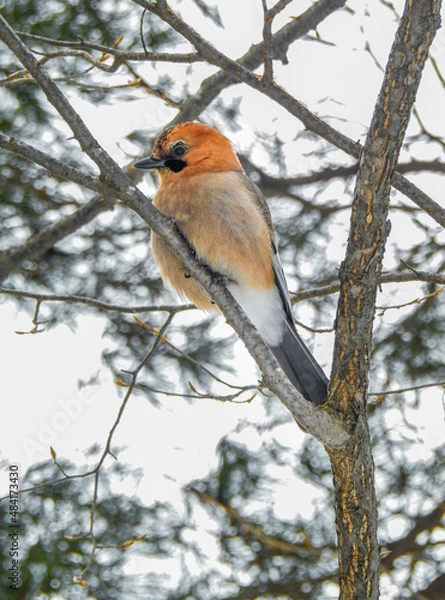 Fototapeta bird