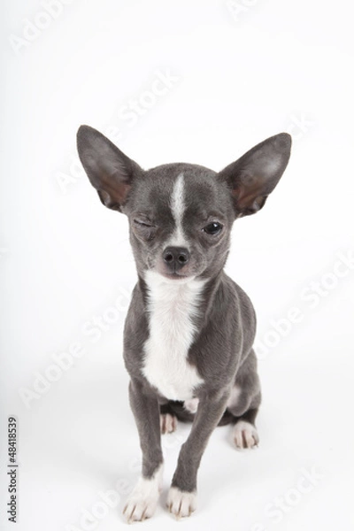 Fototapeta chihuahua bleu