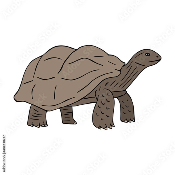 Fototapeta Vector hand drawn doodle sketch colored turtle isolated on white background