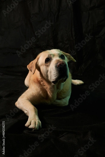 Fototapeta Labrador dog isolated on black background