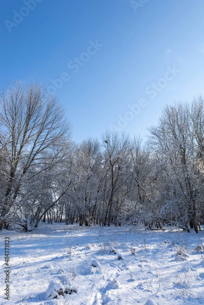 Fototapeta winter landscape with trees