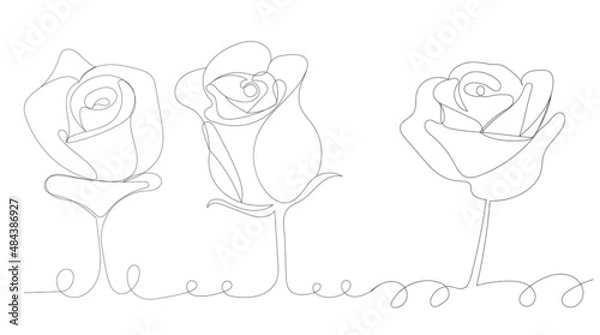 Fototapeta roses one line drawing ,vector, isolated