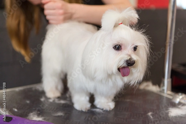 Fototapeta Professional care for the dog Maltese lap dog. Grooming the dog in the grooming salon.