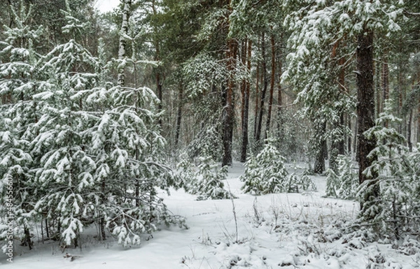 Obraz Snow fell to the ground and trees. Cold winter weather.