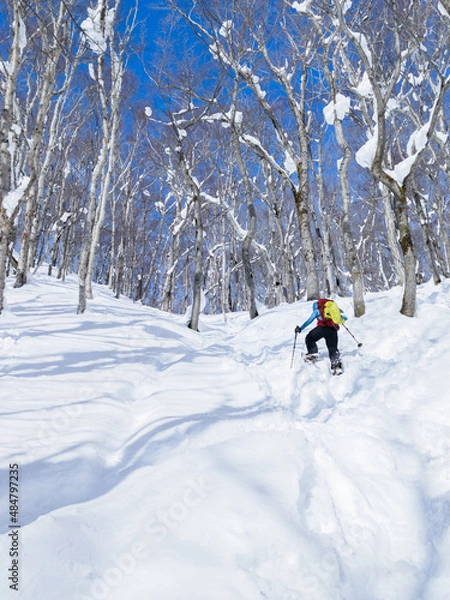 Fototapeta Snowshoeing in a snowy forest (Otaki, Date, Hokkaido, Japan)