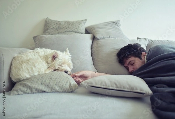 Fototapeta Home comfort. Man sleeping with white dogs in living room on sofa