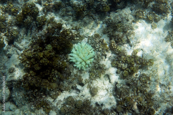 Obraz View of 2019 coral bleaching