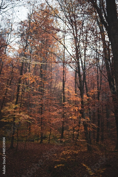 Fototapeta Beautiful autumn forest in Carpathian region. Fall in the mountains