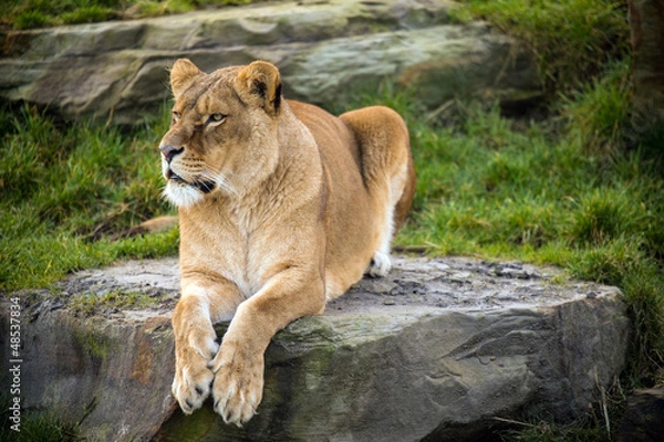 Fototapeta Lion