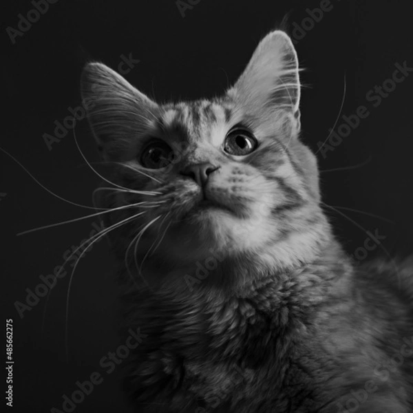 Fototapeta Beautiful red solid maine coon fun cat sitting and dreaming with thinking eyes and looking up. Closeup portrait. Black and white