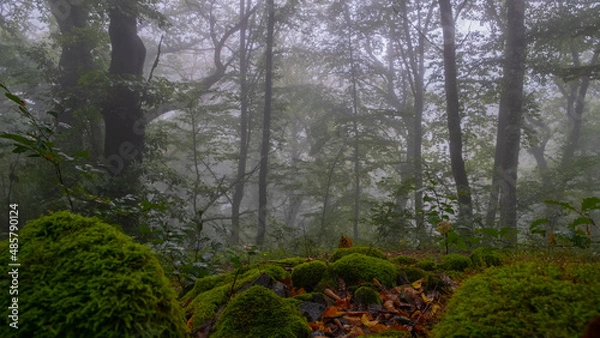 Fototapeta stones in the moss in a foggy forest