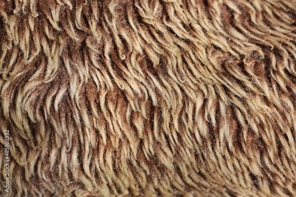 Fototapeta brown fur texture