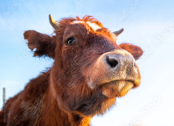 Fototapeta Close up cow.