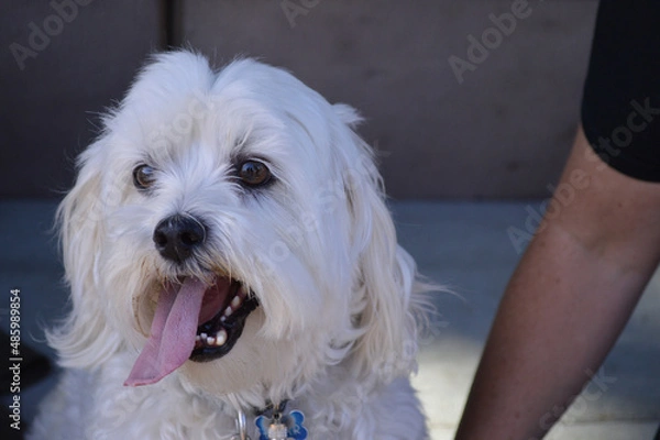 Fototapeta An adorable characterful Bichon dog