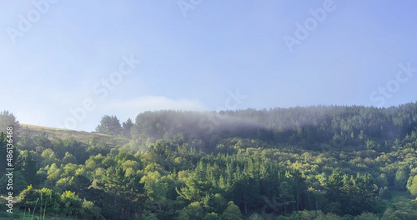 Fototapeta Landscape of pine and hardwood forest with fog.