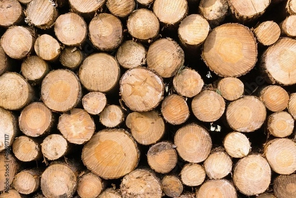 Fototapeta A stack of freshly cut wooden timber logs in various sizes