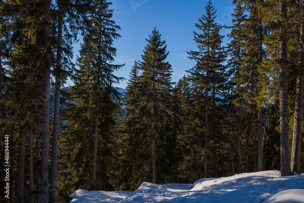 Fototapeta Forests in the Alps and hiking trails in Europe, France, Rhone Alpes, Savoie, Alps in winter on a sunny day.