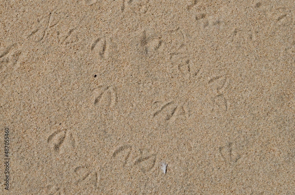 Fototapeta Traces of seagulls on the sand. View from above.