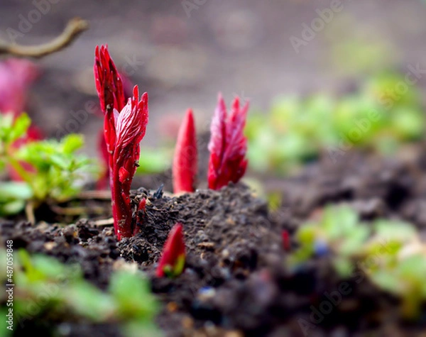 Fototapeta Young peony leaves sprouts break through soil ground in early spring. Garden works concept. Closeup