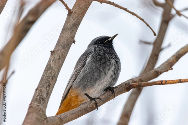 Obraz Black Redstart perched on a tree branch