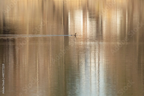 Fototapeta cormorant on a golden shimmering pond with reflection lines from the trees on the shore