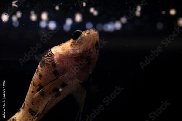 Fototapeta betta fish splenders plackat female melano color with black dots