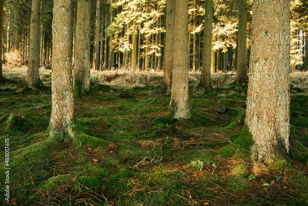 Fototapeta Kielder England: 11th January 2022: Mossy roots of tall pine trees in Kielder Forest