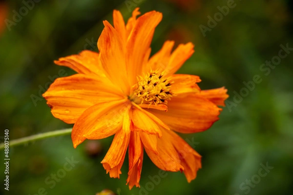 Fototapeta The yellow cosmos (Cosmos sulphureus) is an annual plant that offers magnificent yellow, orange or red flowers from July.