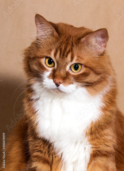 Fototapeta red cat looks at a red background