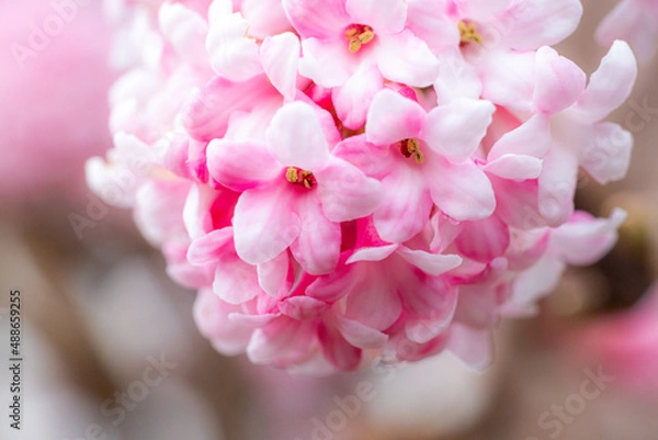 Fototapeta pink flowers