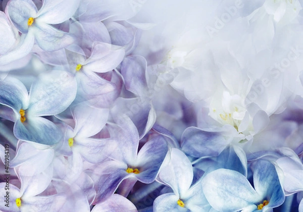 Fototapeta Floral spring background. Lilac bouquet, purple flowers and  petals. Close-up. Nature. Lilac bunch.