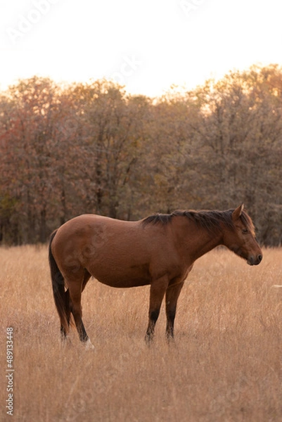 Fototapeta Mustangs Sanctuary 