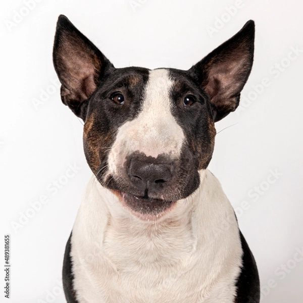 Fototapeta Bull terrier portrait. Close-up