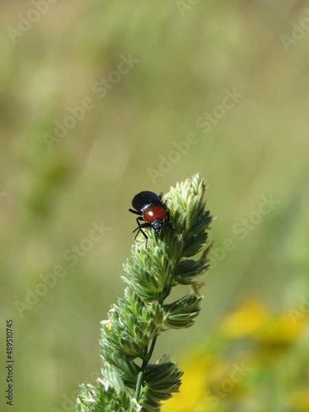 Fototapeta Black and red beetle on a plant