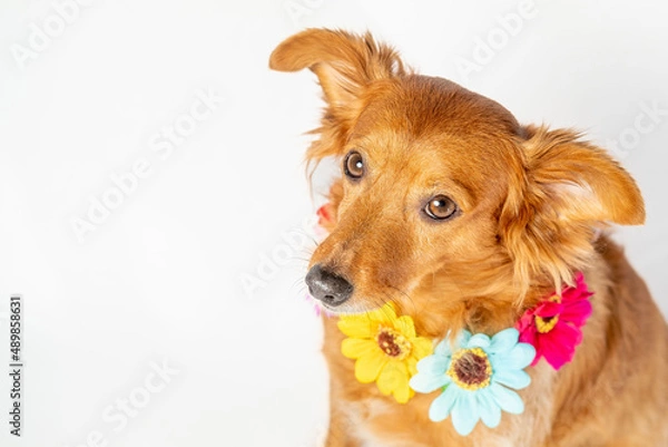 Fototapeta Dog in spring costume with a white background.