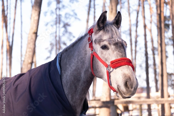 Fototapeta Gray horse with red bridle. Portrait of a horse in a blanket. Horse in winter, trees and snow around. The sun is shining