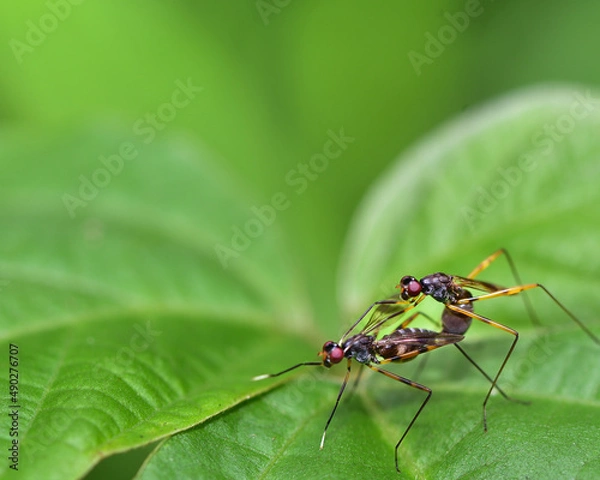 Fototapeta close-up of insects mating