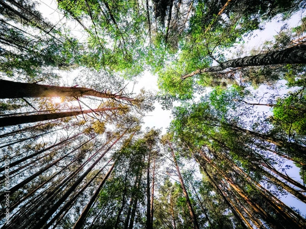 Fototapeta tree in the forest