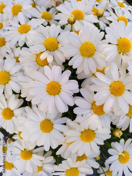 Fototapeta Natural floral background of white daisy flowers. Bellis Perennis. Vertical