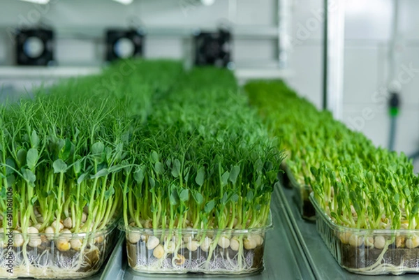 Fototapeta Growing seeds in a greenhouse. Micro-greenery farm. Production of environmentally friendly vitamin nutrition, blurred focus