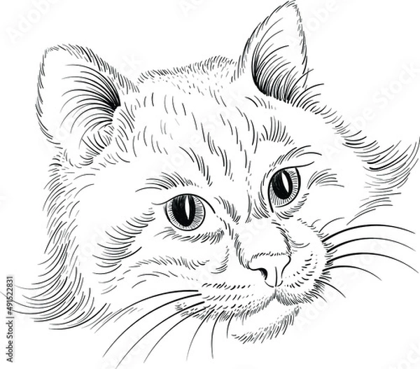 Fototapeta The Vector logo cat for tattoo or T-shirt design or outwear.  Cute print style cat background. This hand drawing would be nice to make on the black fabric or canvas.